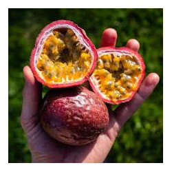 Passion Fruit