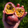 Passionsfrucht