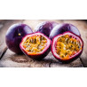 Passionsfrucht
