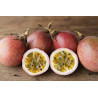 Passionsfrucht